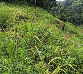 2024.5.19 司馬限林道植株查探